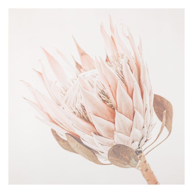 Stampa su Forex - Protea regina dei fiori - Quadrato 1:1