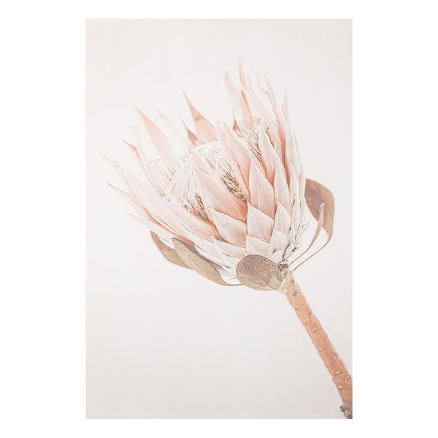 Stampa su Forex - Protea regina dei fiori - Formato verticale 2:3