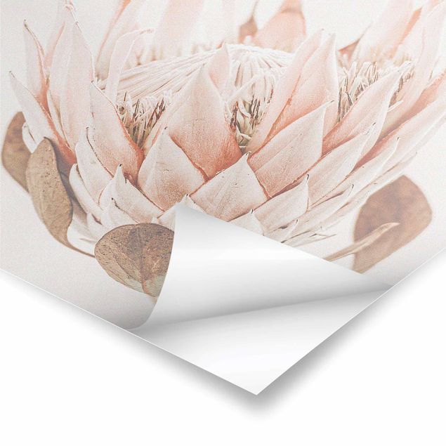 Poster - Protea regina dei fiori