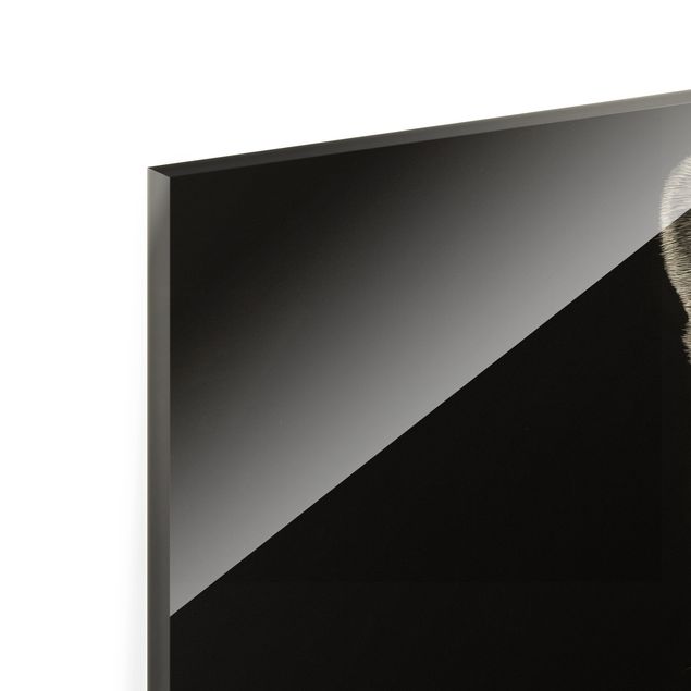Quadro in vetro - Puma su sfondo nero - Formato orizzontale