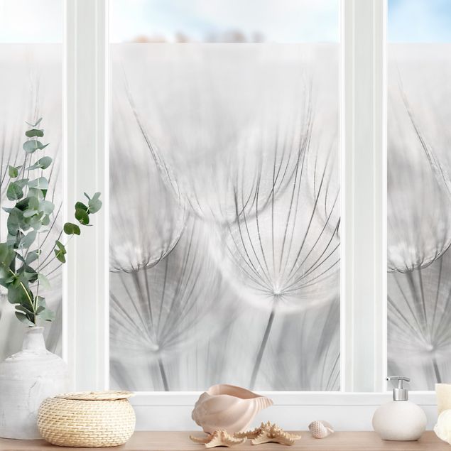 Pellicola per vetri con erbe Macro inquadratura di soffione in bianco e nero