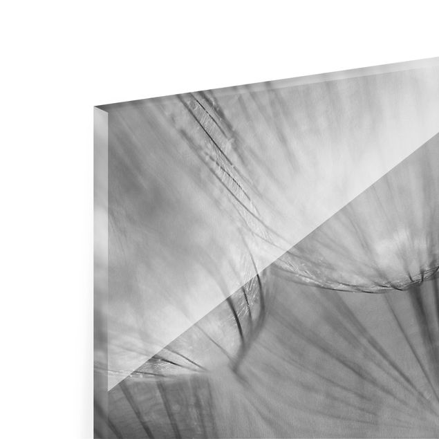Quadro in vetro - Dandelions macro shot in black and white - Panoramico
