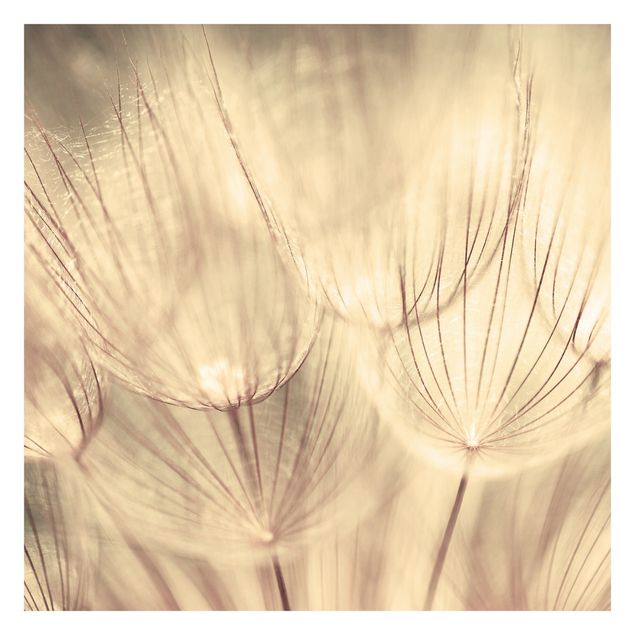 Carta da parati - Dandelions close up in cozy sepia tones