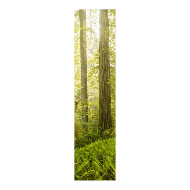 Set tende a pannello Vista sulla foresta del parco statale di Redwood