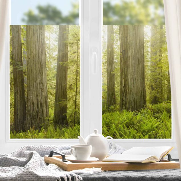 Pellicola per vetri per salone Vista sulla foresta di Redwood State Park
