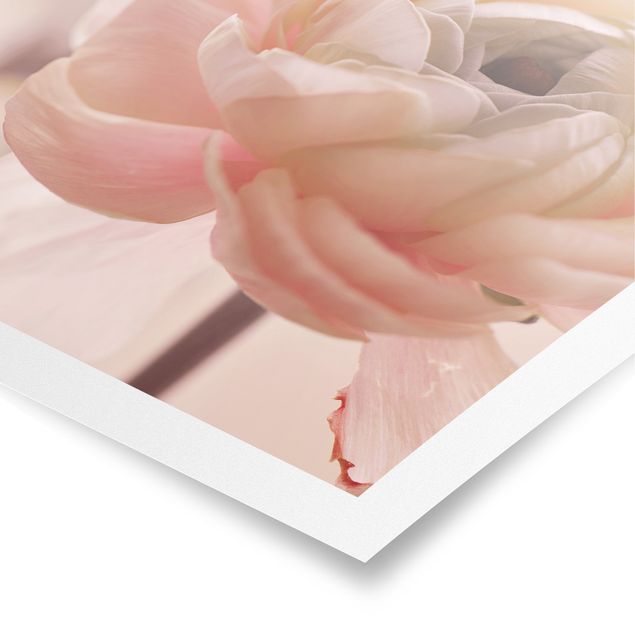 Poster - Focus su fioritura rosa