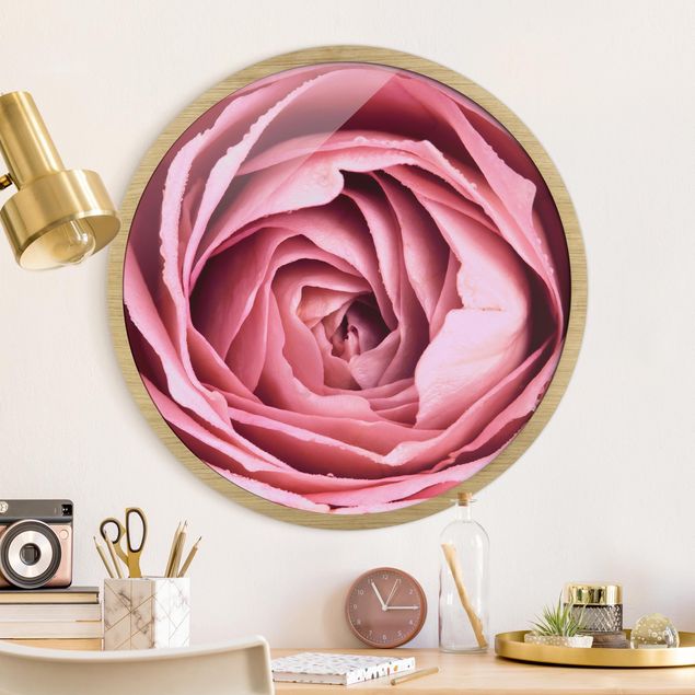 Poster con cornice rotonda Fiore di rosa rosa