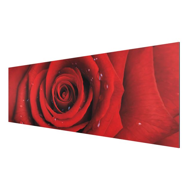 Quadro in alluminio - Red rose with water drops