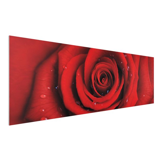 Quadro in forex - Red rose with water drops - Panoramico