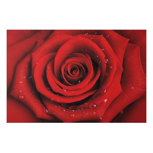 Quadro in alluminio - Red rose with water drops