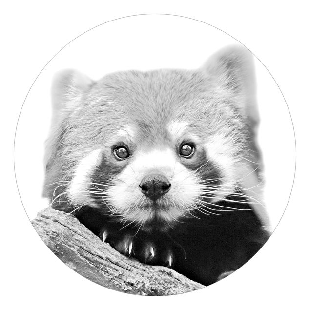 Carta da parati rotonda autoadesiva - Panda rosso in bianco e nero