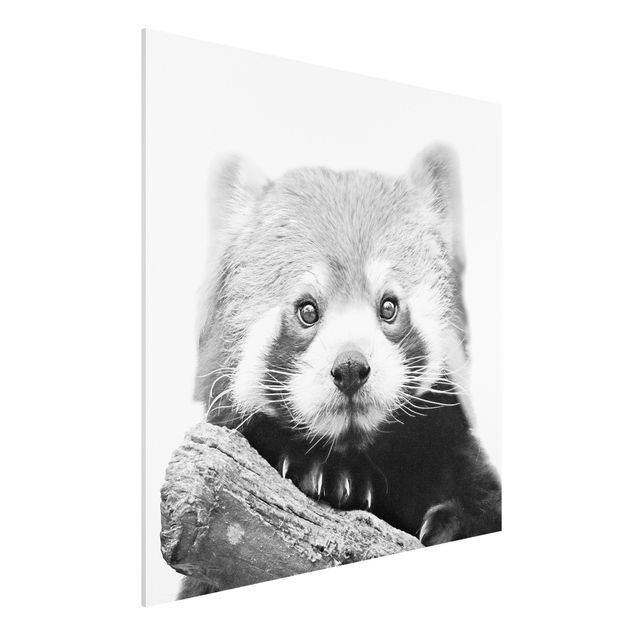 Stampa su Forex - Panda rosso in bianco e nero - Quadrato 1:1
