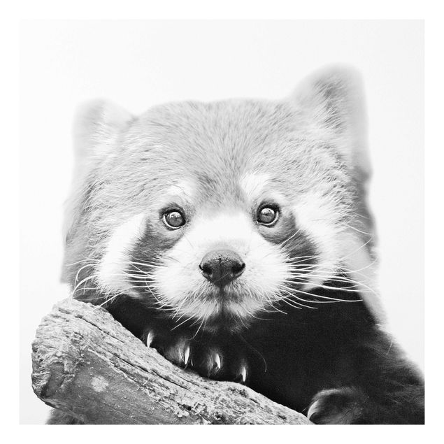 Stampa su Forex - Panda rosso in bianco e nero - Quadrato 1:1