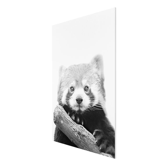 Stampa su Forex - Panda rosso in bianco e nero - Formato verticale 2:3