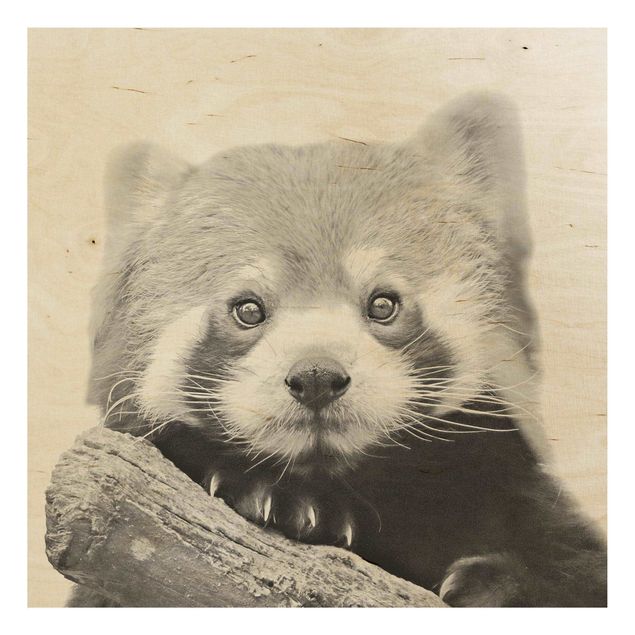 Stampa su legno - Panda rosso in bianco e nero