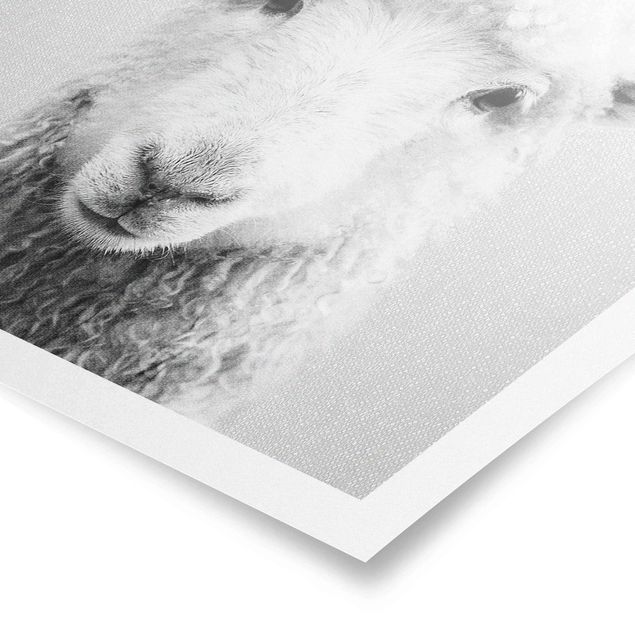 Poster riproduzione - Pecora Steffi in bianco e nero