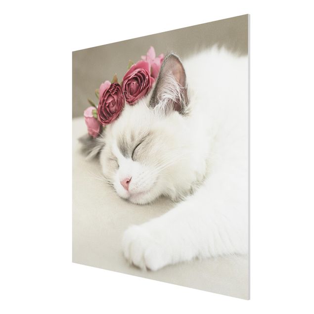 Stampa su Forex - Gatto che dorme con rose - Quadrato 1:1