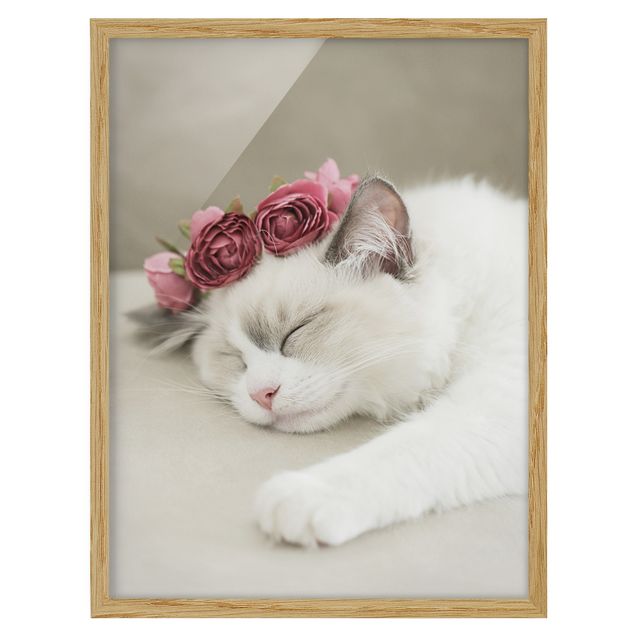 Poster con cornice - Gatto che dorme con rose