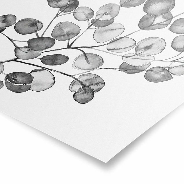 Poster - Ramo di eucalipto in acquerello bianco e nero