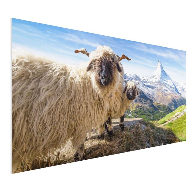Stampa su Forex - Pecore naso nero di Zermatt - Formato orizzontale 2:1