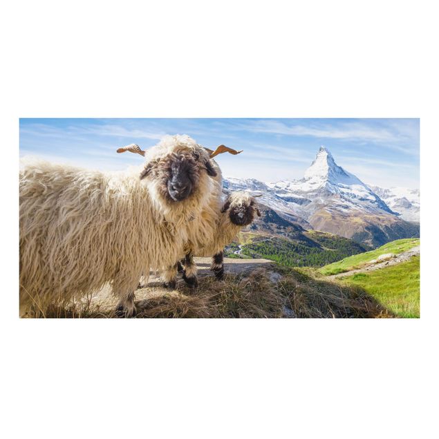 Stampa su Forex - Pecore naso nero di Zermatt - Formato orizzontale 2:1