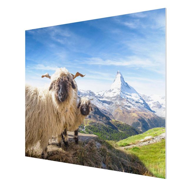 Stampa su Forex - Pecore naso nero di Zermatt - Formato orizzontale 4:3