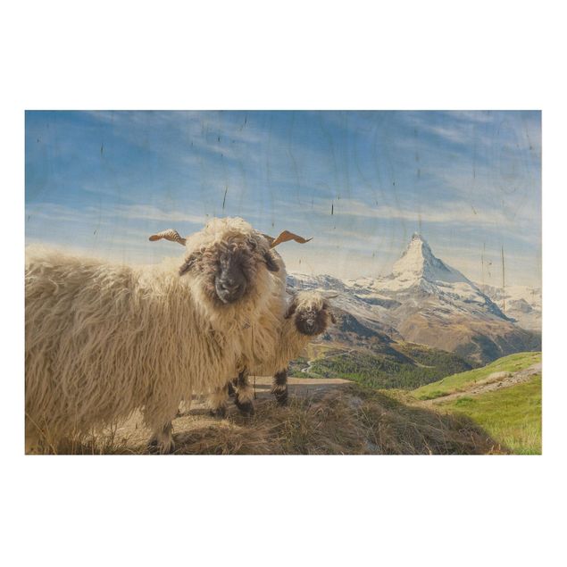 Stampa su legno - Pecore naso nero di Zermatt