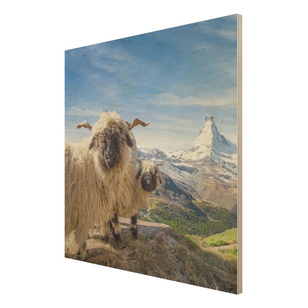 Stampa su legno - Pecore naso nero di Zermatt