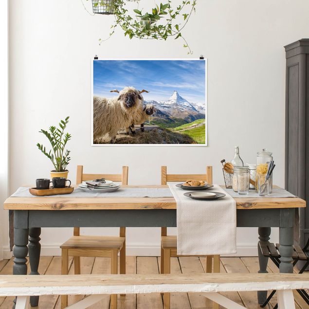 Poster - Pecore naso nero di Zermatt
