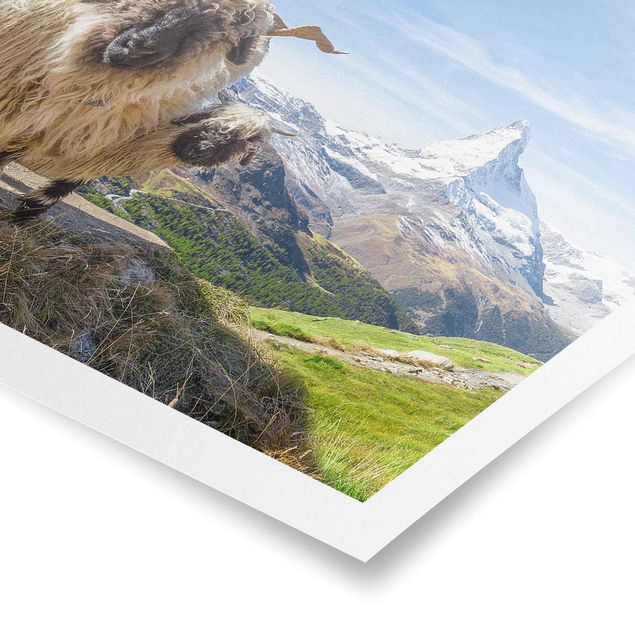 Poster - Pecore naso nero di Zermatt