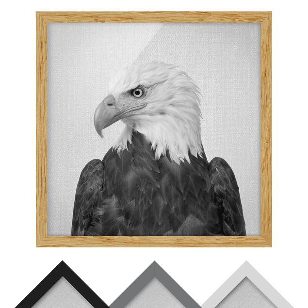 Poster con cornice - Aquila dalla coda bianca Socrate in bianco e nero