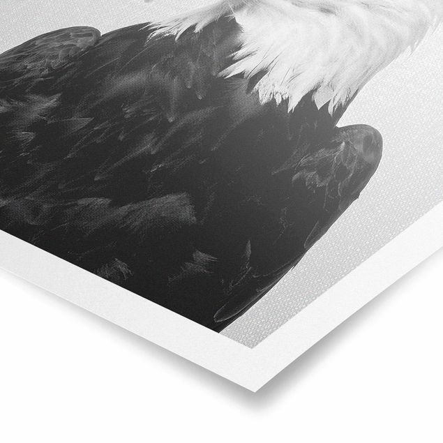 Poster riproduzione - Aquila dalla coda bianca Socrate in bianco e nero
