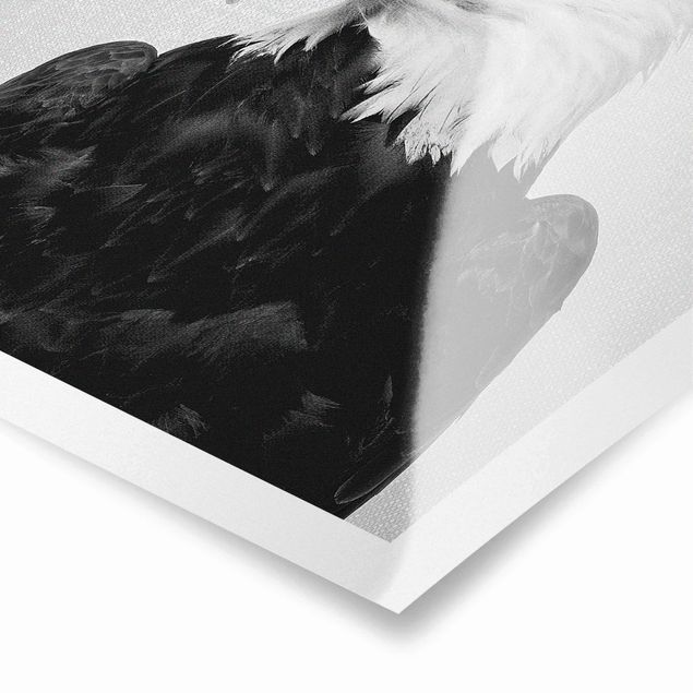 Poster riproduzione - Aquila dalla coda bianca Socrate in bianco e nero