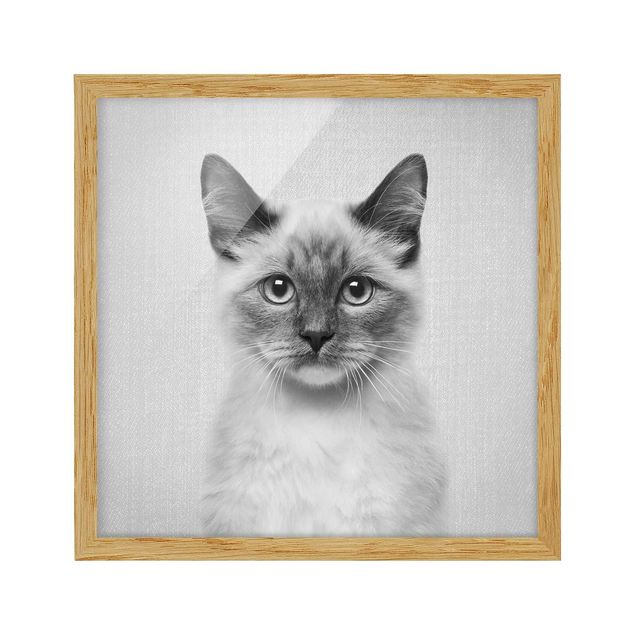 Poster con cornice - Gatto siamese Sibylle in bianco e nero