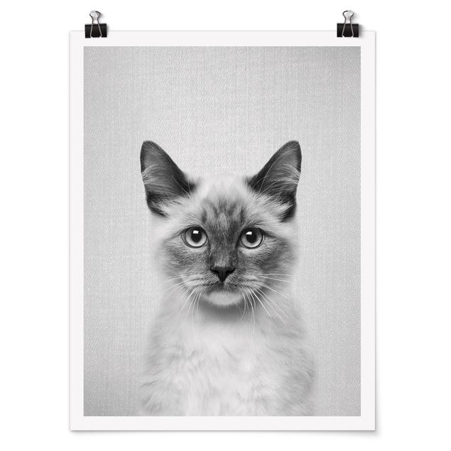 Poster riproduzione - Gatto siamese Sibylle in bianco e nero