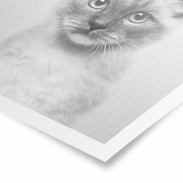 Poster riproduzione - Gatto siamese Sibylle in bianco e nero
