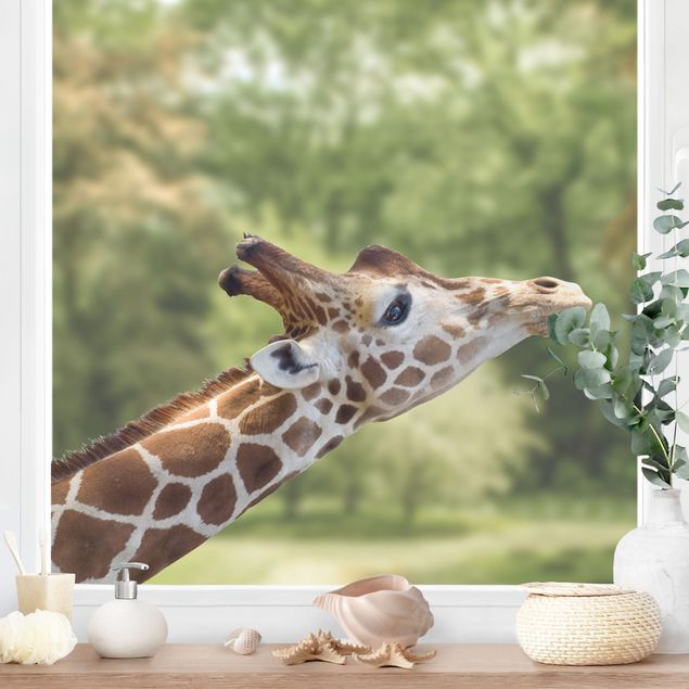 Pellicola per vetri Ricerca della giraffa