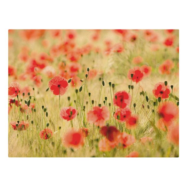 Quadro su tela naturale - Summer Poppies - Formato orizzontale 4:3