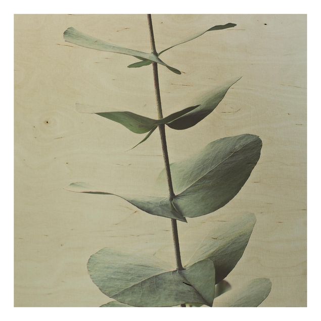 Stampa su legno - Ramo di eucalipto simmetrico