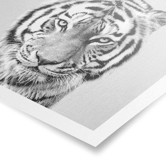 Poster riproduzione - Tigre Tiago in bianco e nero