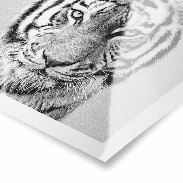 Poster riproduzione - Tigre Tiago in bianco e nero