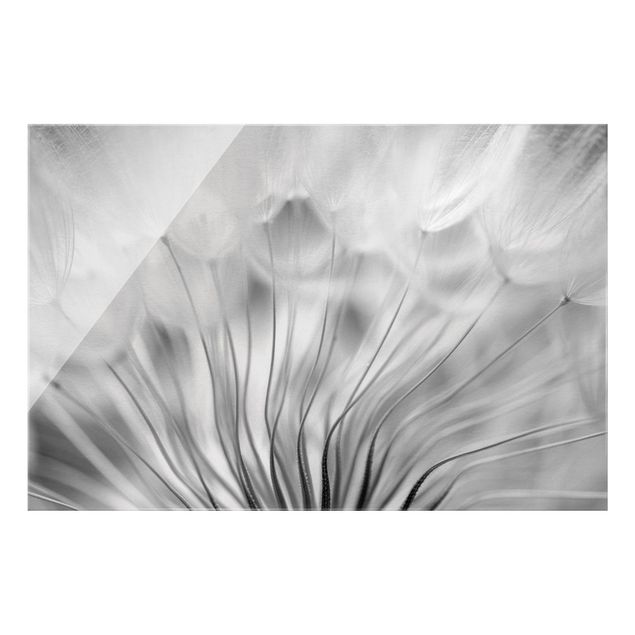 Quadro in vetro - Soffione da sogno in bianco e nero - Formato orizzontale