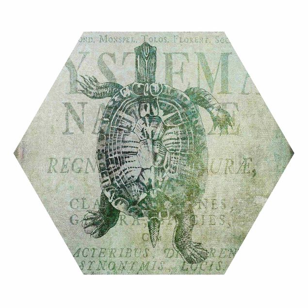 Esagono in forex - Vintage Collage - Antica tartaruga