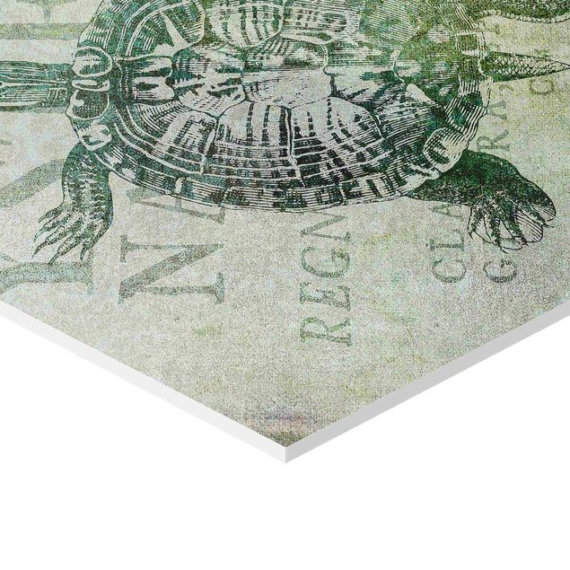Esagono in forex - Vintage Collage - Antica tartaruga