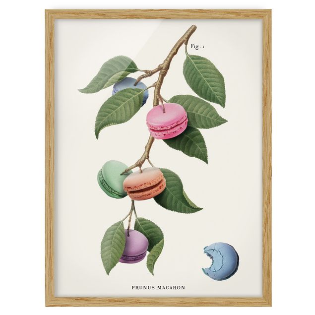Poster con cornice - Pianta vintage - Macaron