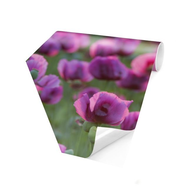 Carta da parati esagonale adesiva con disegni - Campo di papaveri da oppio violetti in primavera