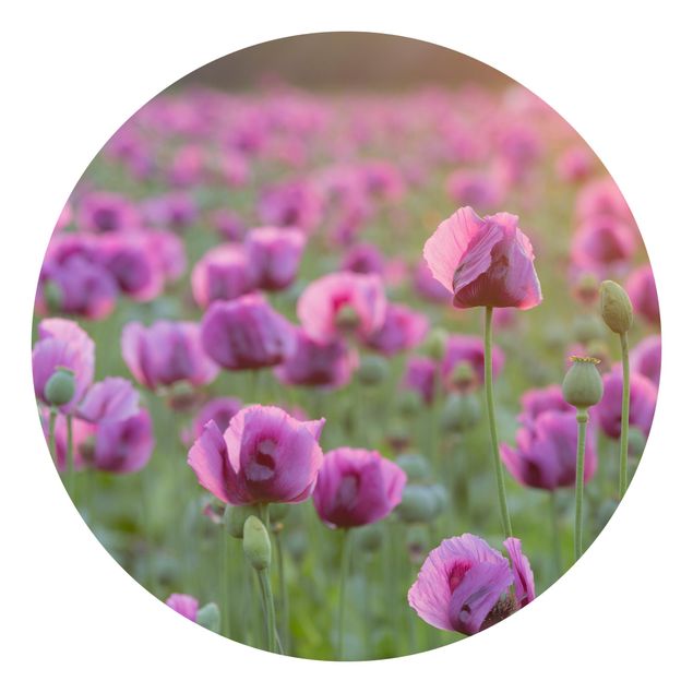 Carta da parati rotonda autoadesiva - Viola fiore di campo papavero in primavera