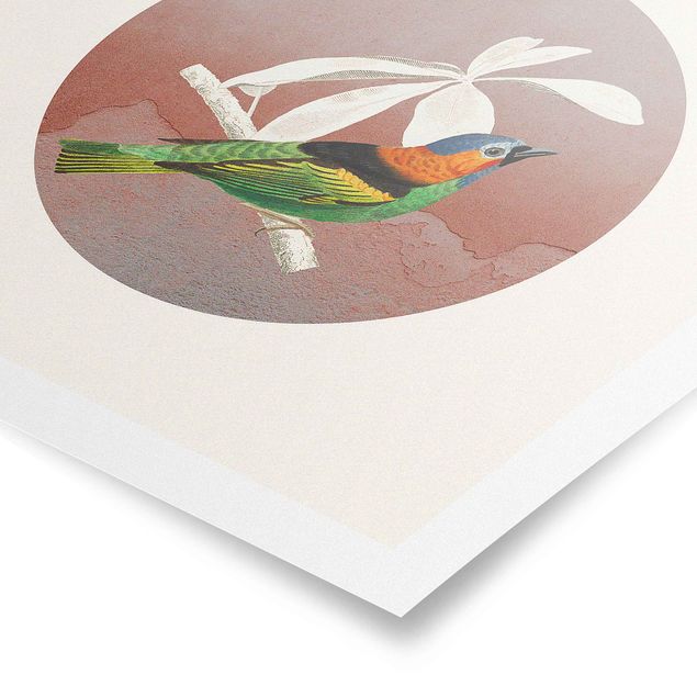 Poster - Collage di uccellini in cerchio II