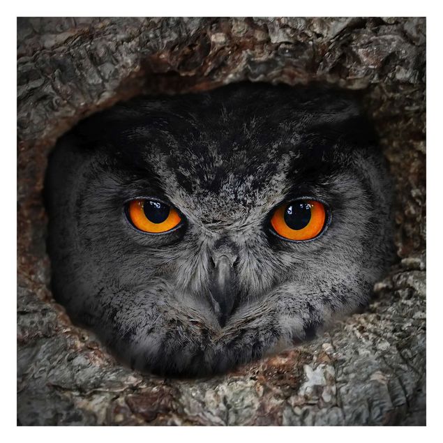 Carta da parati - Watching owl