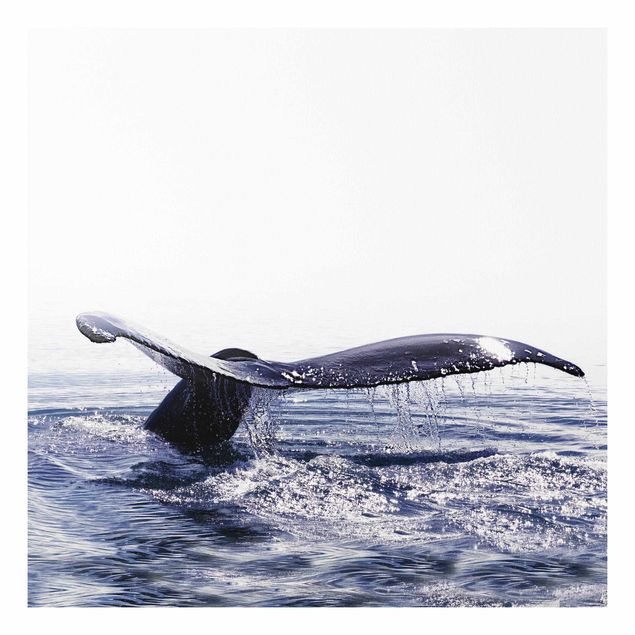 Stampa su Forex - Canto delle balene in Islanda - Quadrato 1:1